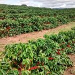 Fazenda Mariano