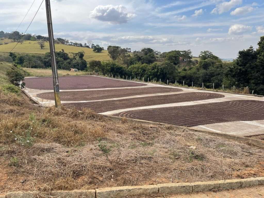 Fazenda Canta Galo Coffee Field