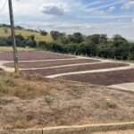 Fazenda Canta Galo Coffee Field