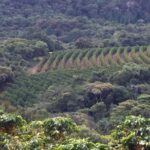 Fazenda Trapia